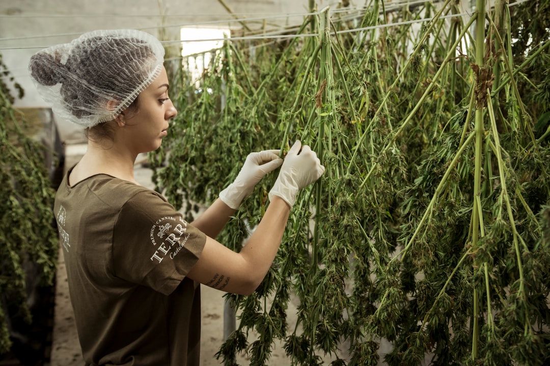 Photo cannabis dispensary